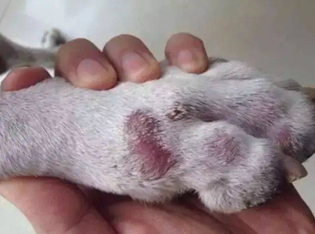 狗狗趾间炎你知道多少?_患处_进行_治疗