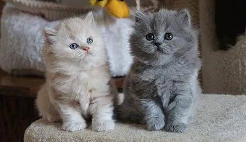 不列颠短毛猫,又称"英国短毛猫"_特征_眼睛_毛色
