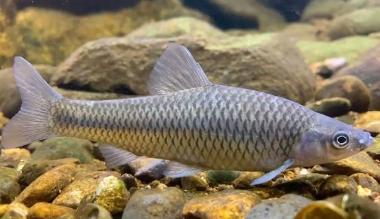 赣江麦穗鱼大爆发:70岁老奶奶钓了上百条!它的泛滥危害非常大!