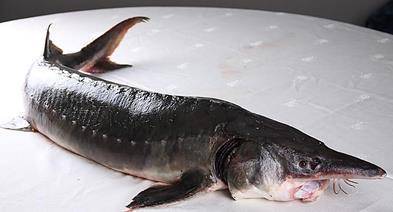 原来,"肇源江鱼"还真的不一般呢!_大鱼_嫩江_松花江