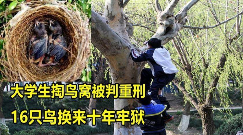因掏鸟窝被判10年的男孩出狱,父亲:判的比人贩子还重_幼鸟_小军_非法