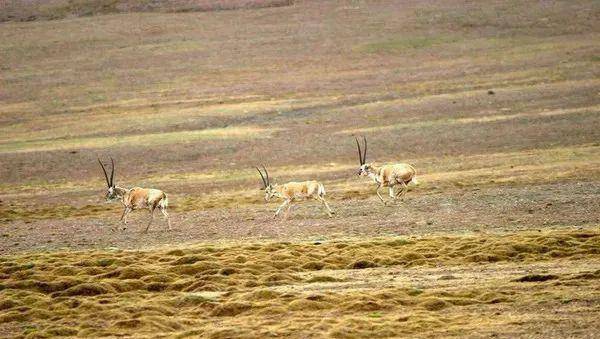 《可可西里》生命的礼赞_保护_日泰_巡山