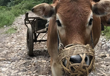 牛笼嘴,是农民用牛耕地或干活给牛嘴上带的,防止牛一遍走一遍吃嫩草.