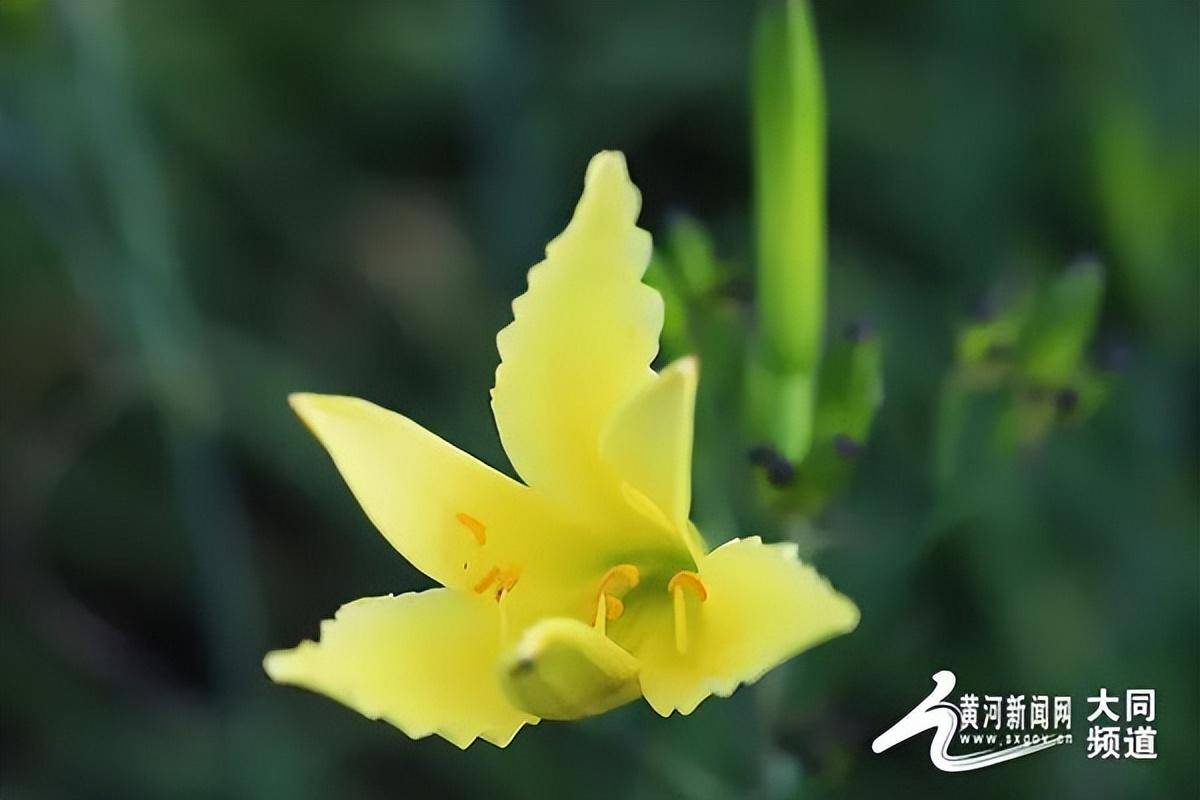 大同鲜黄花 清香飘万家