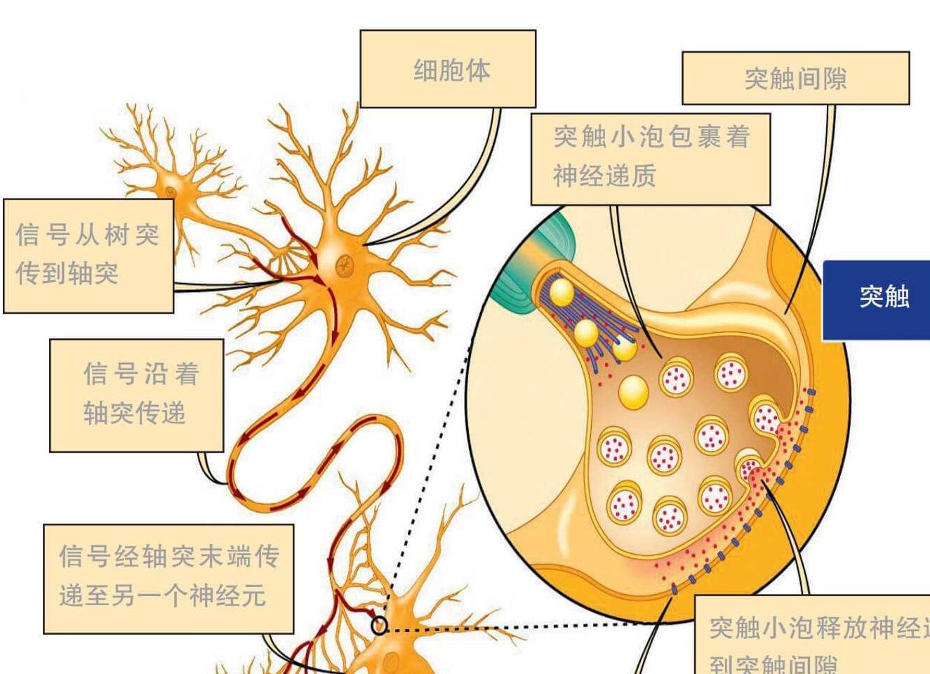 突触前膜图片图片