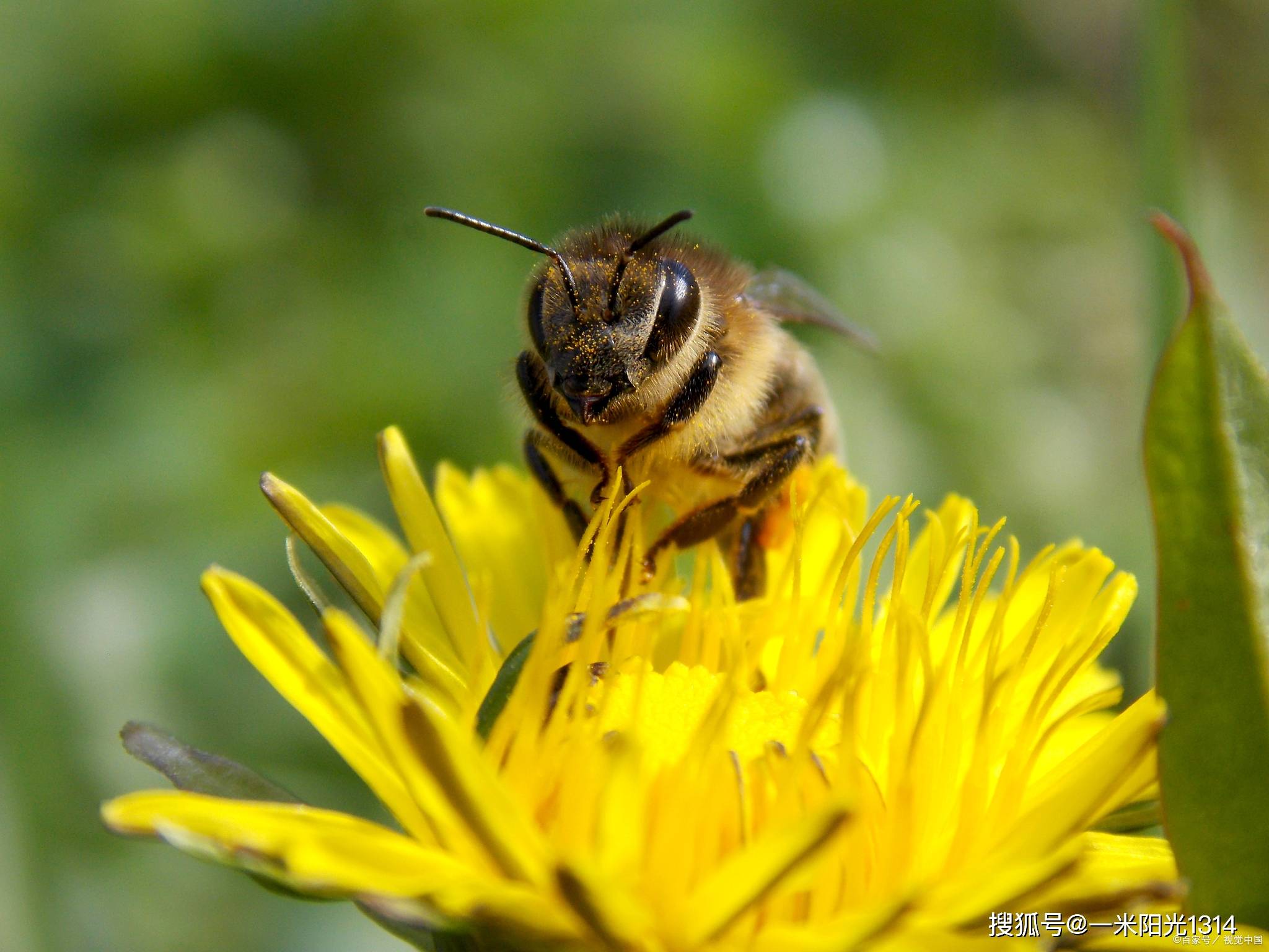 蜜蜂与蜜蜂皇后的生命周期_蜂巢_工蜂_蜂蜜