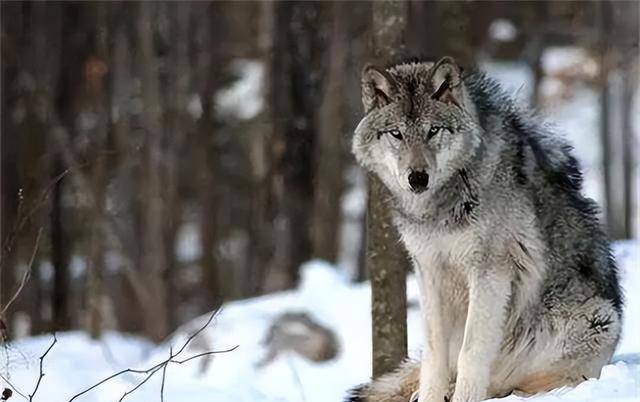 10年后在草原与它再次相认_李微漪_格林_狼王