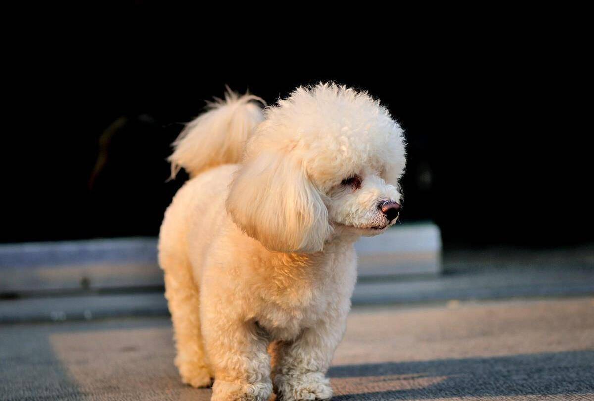 泰迪是如何分类的_体型_修剪_中型