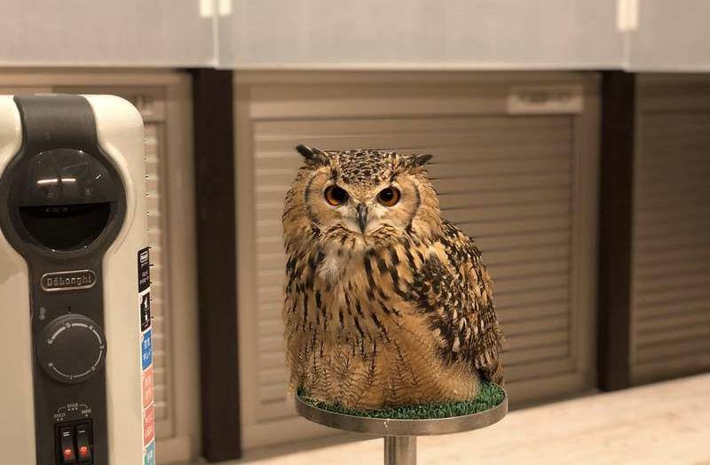 猫头鹰竟然盘腿坐,超像老大爷!