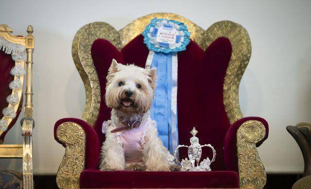英国举办狗狗选美大赛,一只身价数万元,造型雍容华贵赛贵妇_比赛_时间