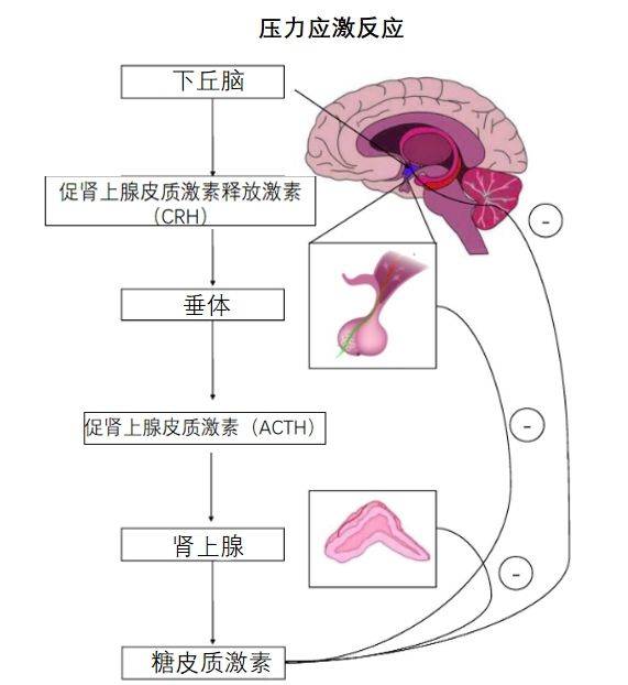 下丘脑与垂体的关系图图片