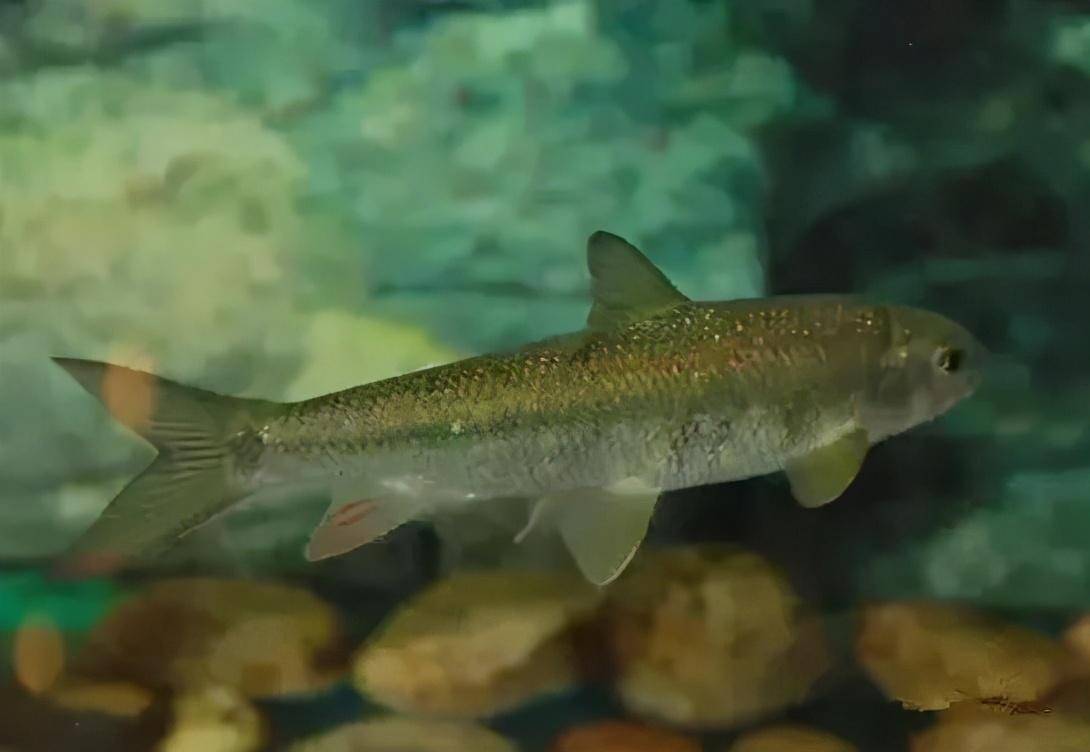 长江出现大量野生鲢,却让人又喜又忧,为何鲥鱼处境会变得堪忧?