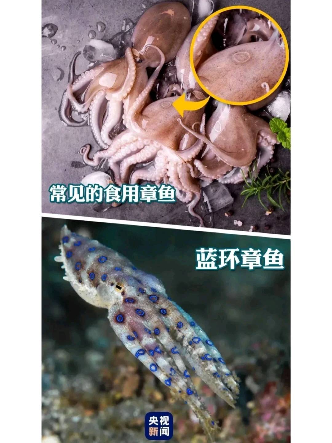 箱水母vs蓝环章鱼图片