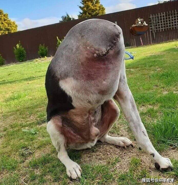 令人感觉生理不适的画面,胆小就不要点开