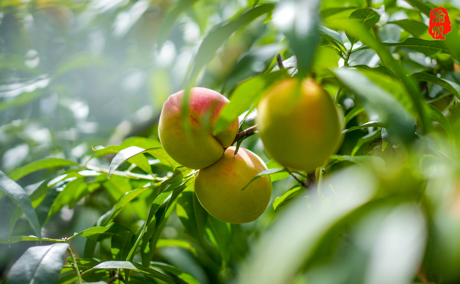 潼南采摘:大仑山的黄桃熟了,果香扑鼻,吃起来还是小时候的味道_全国