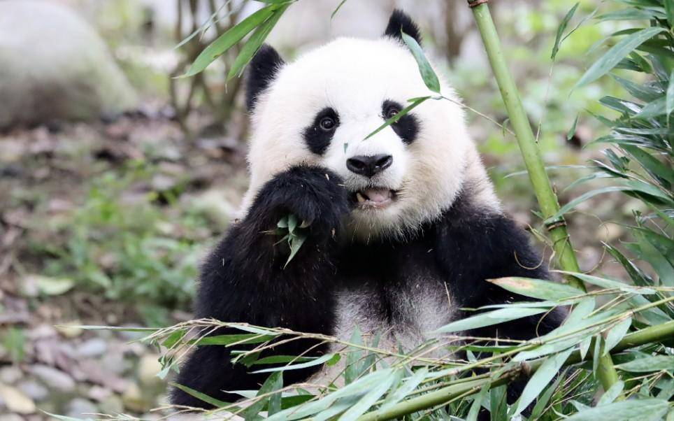 基地的灵魂领袖级"美熊"北川,北川县救助的首只野生大熊猫.