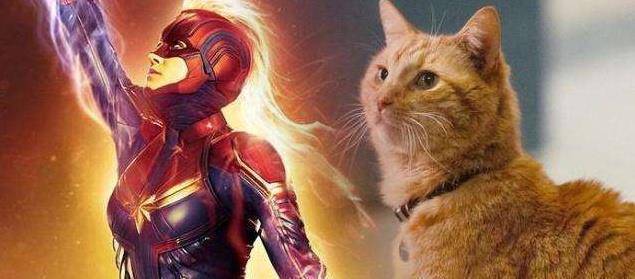 《惊奇队长》的橘猫7成镜头是特效,你能分出来是真猫还是特效吗_尼克