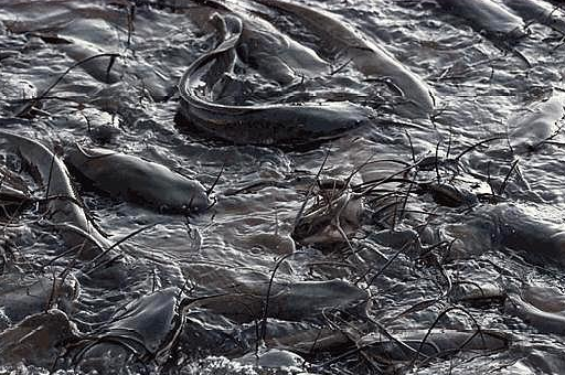 印度的鲶鱼泛滥成灾,祈求中国帮忙,网友:坚决不吃,找日本人去_恒河