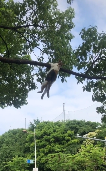 猫咪被吊半空,网友只顾拍摄视频,对猫咪的处境选择视而不见!