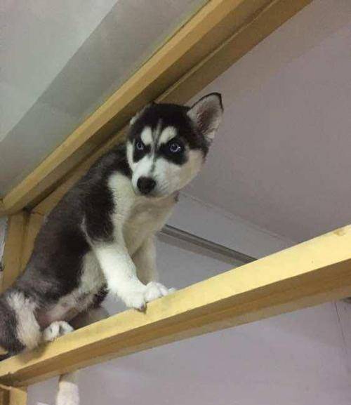 适当运动有助于身心健康,主人要一定要抽时间遛狗_哈士奇_时候_生活