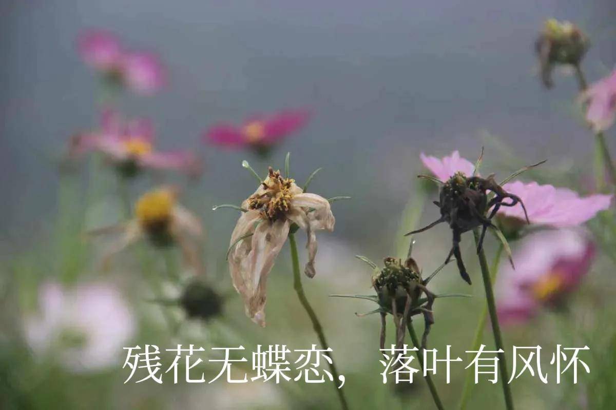 残花无蝶恋，落叶有风怀_手机搜狐网