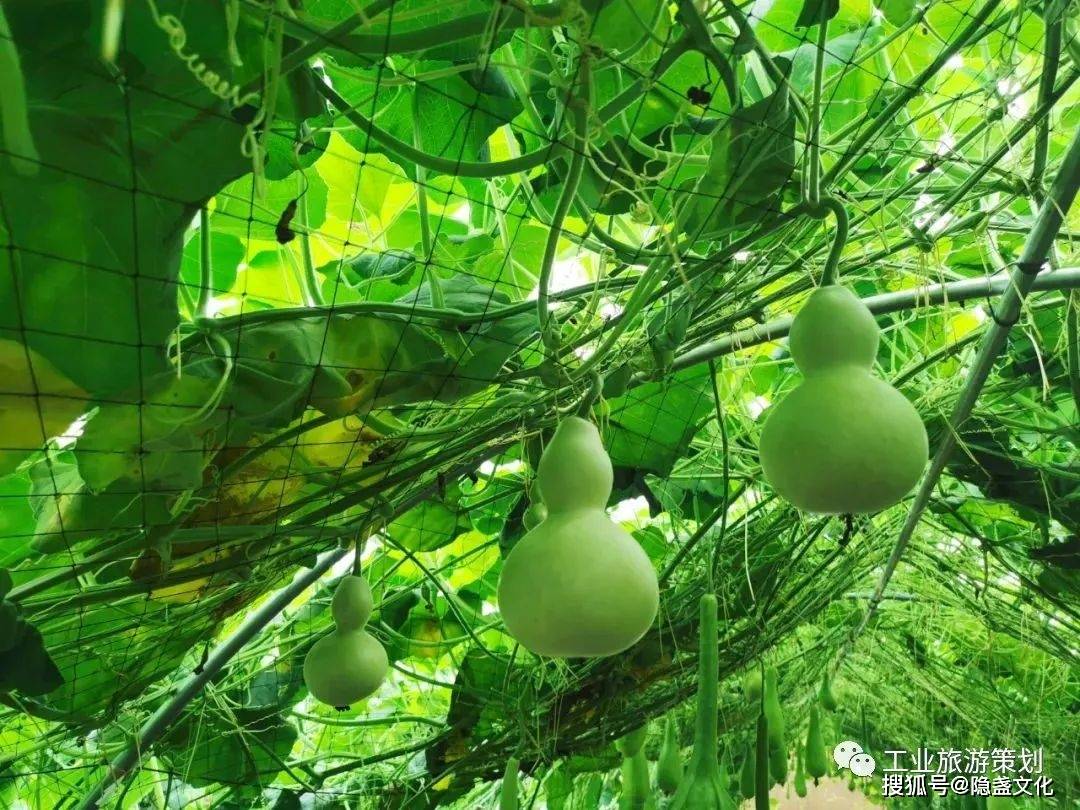 【乡村振兴】融创莫干溪谷:欢喜欢喜乐园 收获加倍加倍快乐
