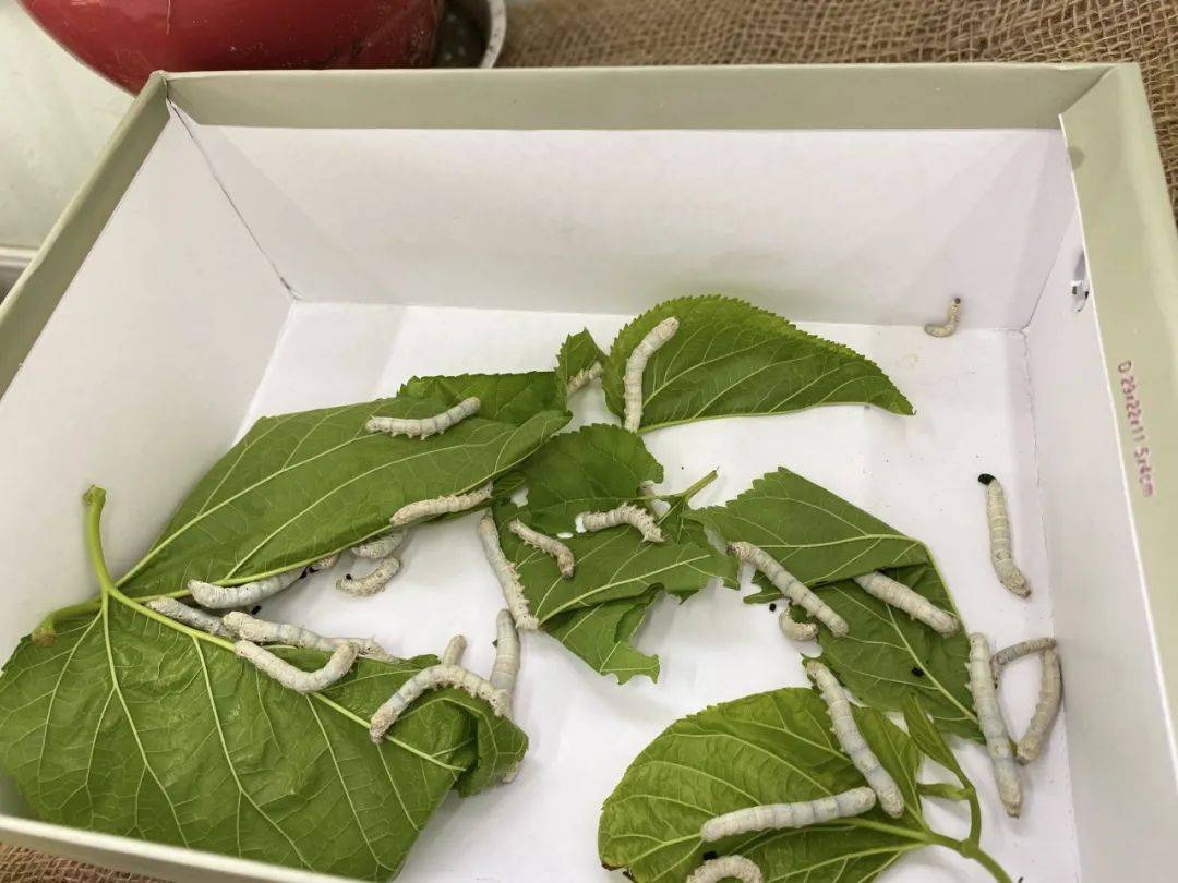 养蚕记——海盐县庆安宜家花城幼儿园大一班课程故事_蚕宝宝_桑叶