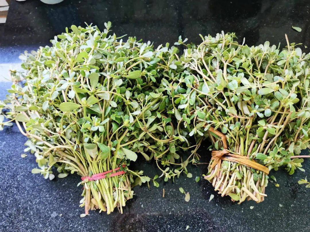 不死草马齿笕,让农民面朝黄土背朝天的,就是因为它!