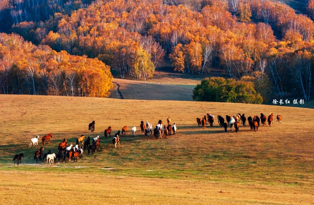 金秋坝上乌兰布统草原自然风光,马牛羊,蒙古族纪实,金山岭长城秋韵