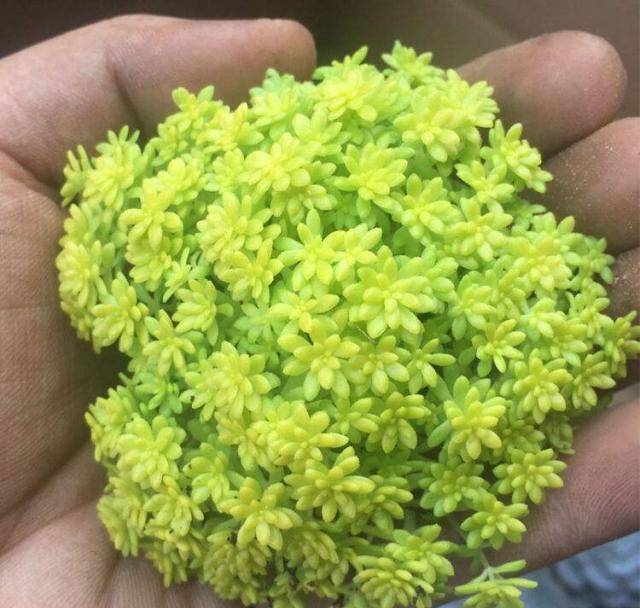 黄金草爆盆的秘密!原来竟是如此简单,满盆"黄金"不在话下!
