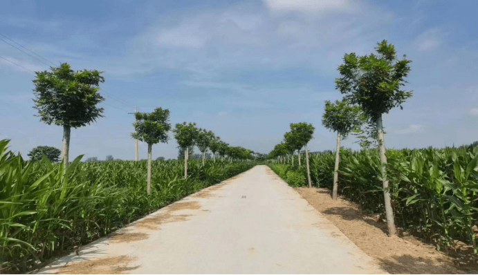 沈丘县白集镇:"三网"建设为乡村振兴"提速"_发展_群众_河渠