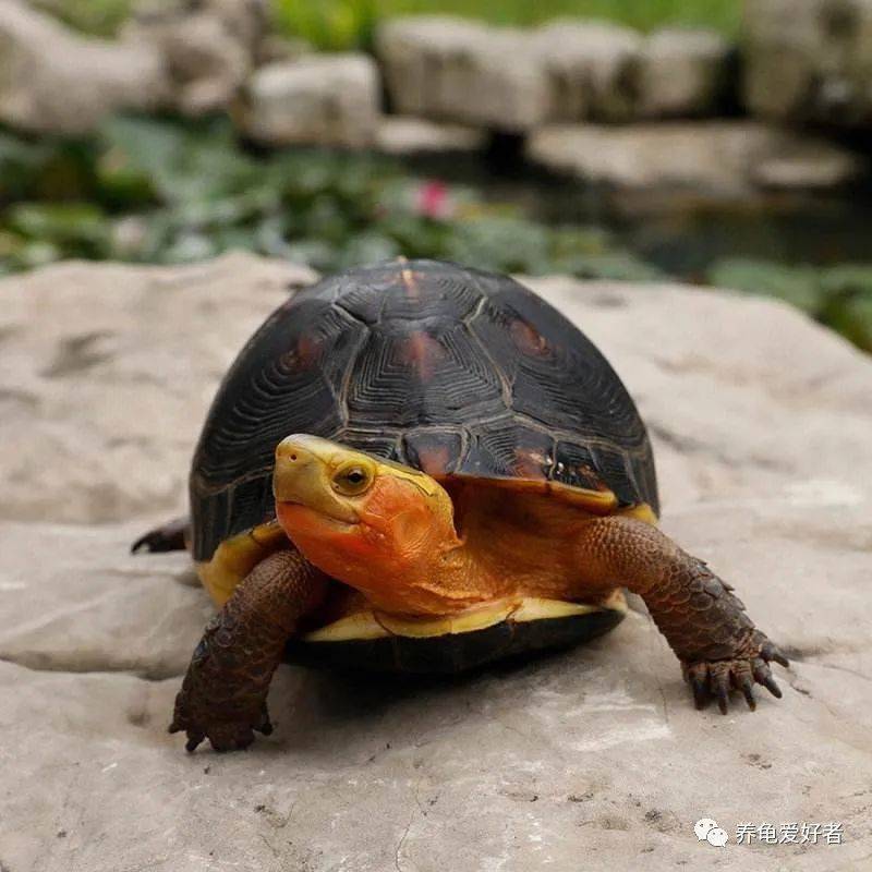 黄缘龟价格已稳如老狗,你再也买不到便宜黄缘了!_水龟_安缘_问题
