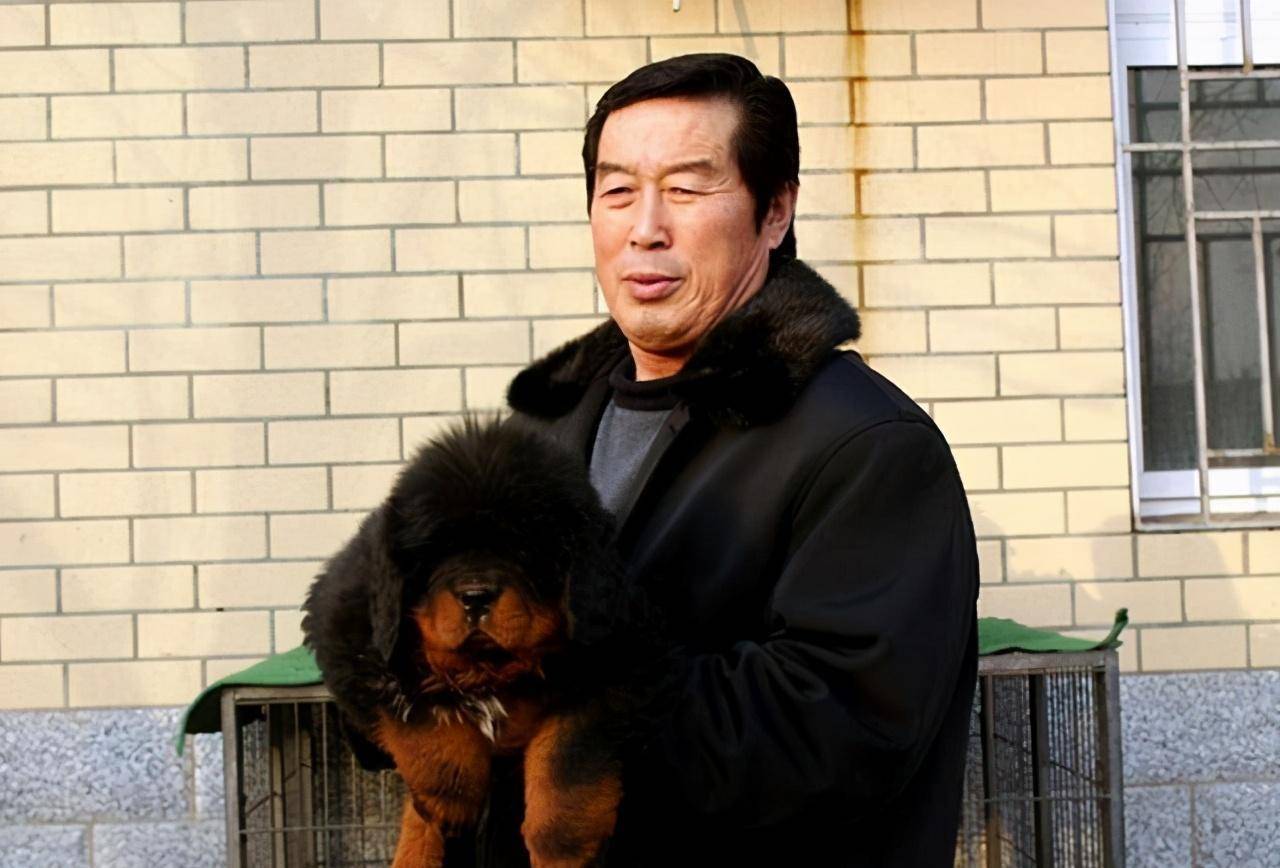 凭借着养藏獒的一手技术,马俊仁很快坐上了中国藏獒协会会长的位置.