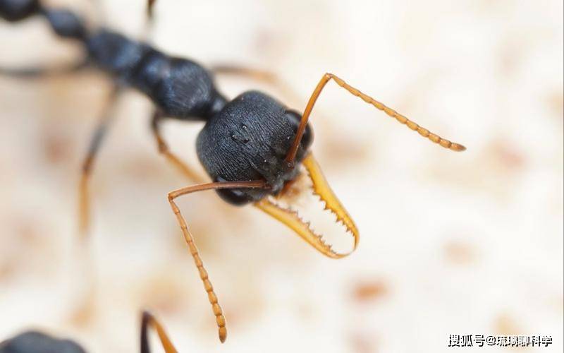 青岛海关截获剪齿牛蚁,这是什么生物?有何危害?