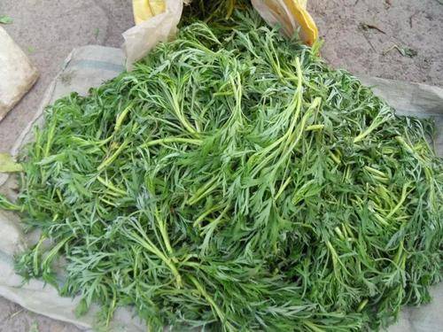 田间常见野菜,长相似艾草,市场一斤25元,农民多拔点_进行_食用_都会