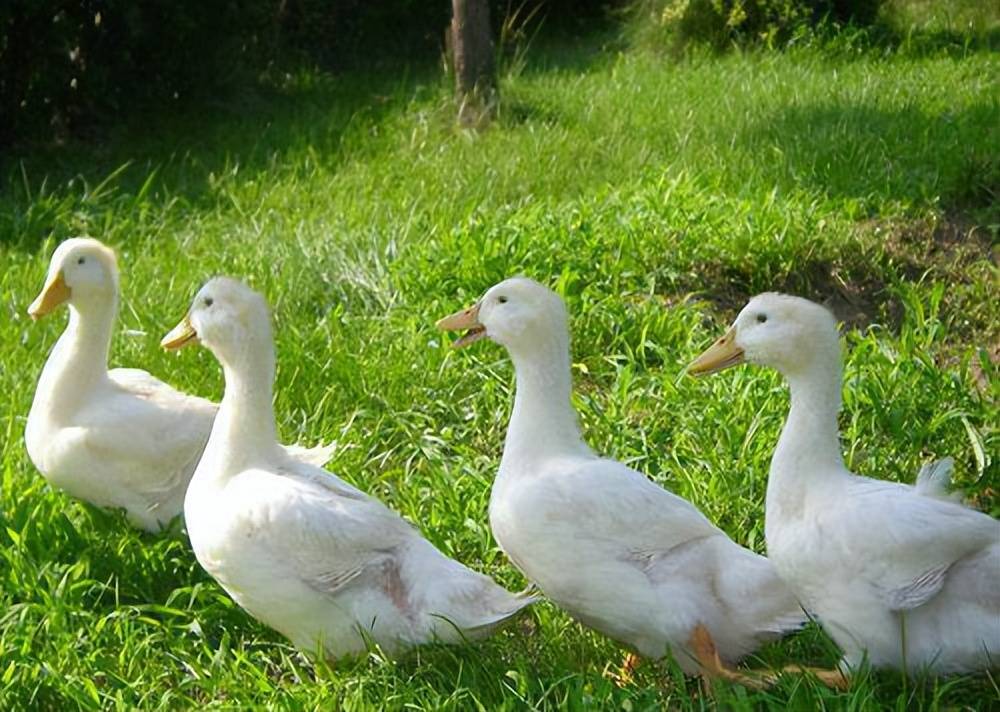 如何降低肉鸭饲养成本?怎么样养鸭子能减少成本?