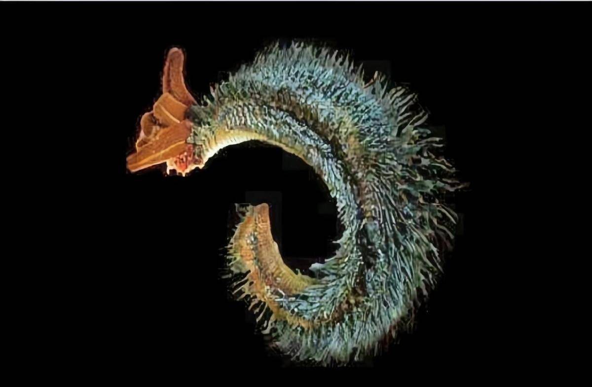 地球上最耐热的动物庞贝蠕虫,把火山当游泳池,科学家惊讶不已!