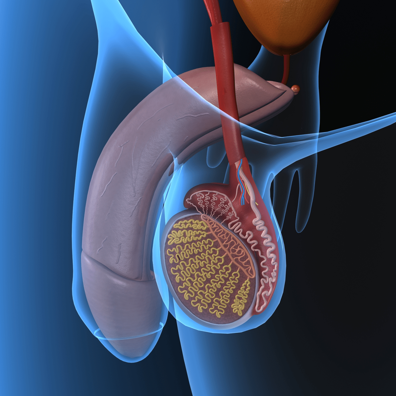 神經幹細胞性腺軸抗衰—實現男性逆齡_功能_系統_睪丸