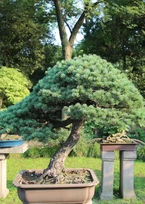 五针松|苍劲秀丽,老而不衰_pinus_造型_控制