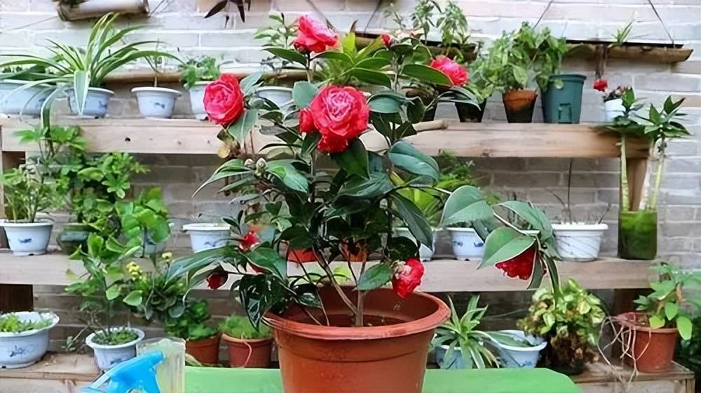 茶花树图片 盆景