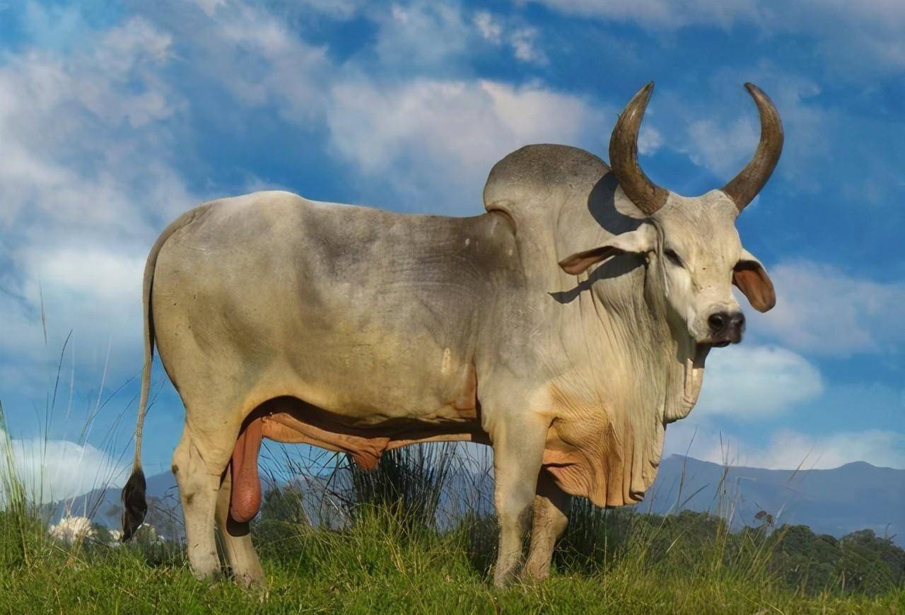 边拜边卖,印度国内神牛泛滥,为何自己不吃却想出口给中国?