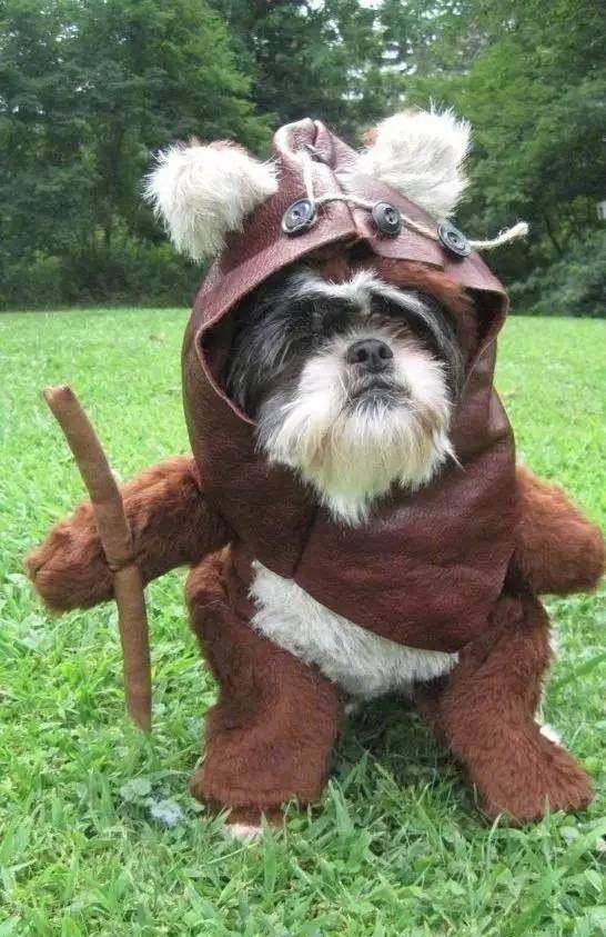 心情不好时候,看看这些小萌狗,特别是二哈太治愈了_小奶_主人_博美