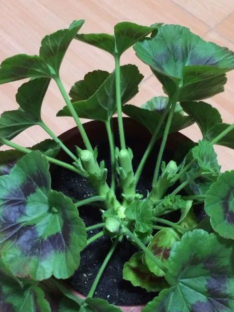 阳台养盆扶桑花,最划算,一年四季不停开,掐个枝条就生根开花_修剪