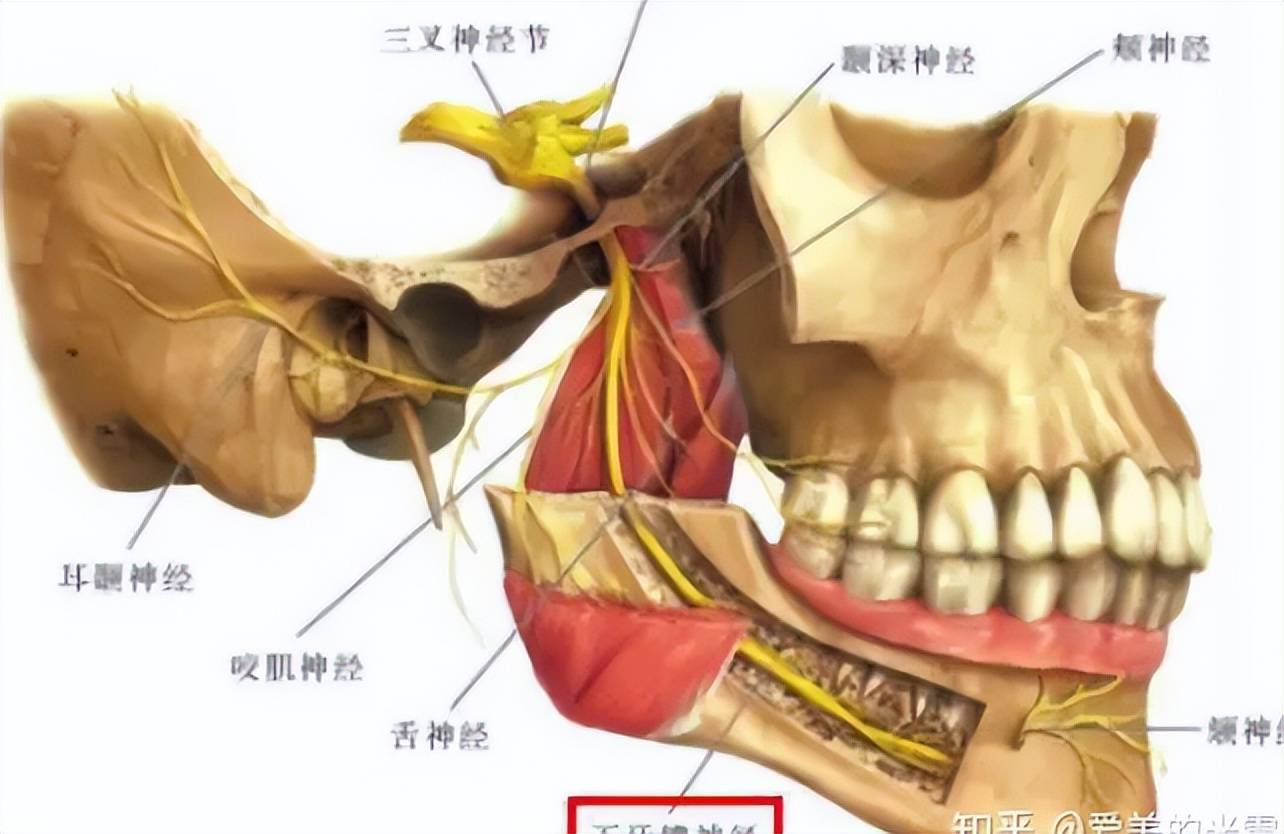 下颌舌骨肌按压疼图片