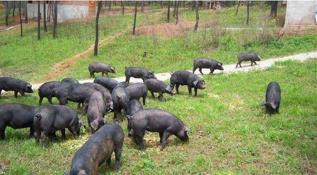 定远县的"定远猪"品牌正在助力农民,快来了解一下!_地理_标志_商标