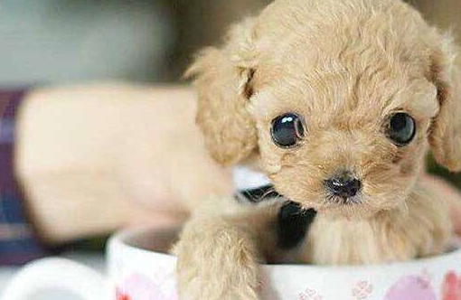 2010年,那时候可以说是有价无市,而如今茶杯犬的价格依旧在5000元以上