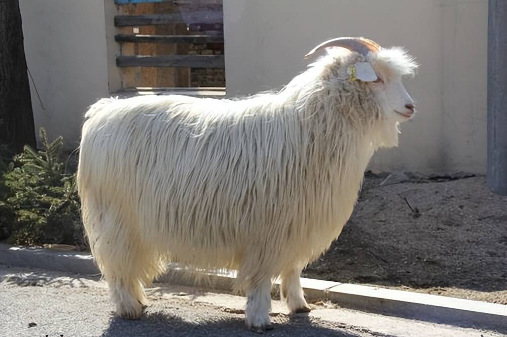 中国最大的山羊品种图片