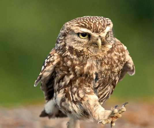 主人给猫头鹰喝了点酒后,整个画风就变了,主人:你是哪来的沙雕_什么