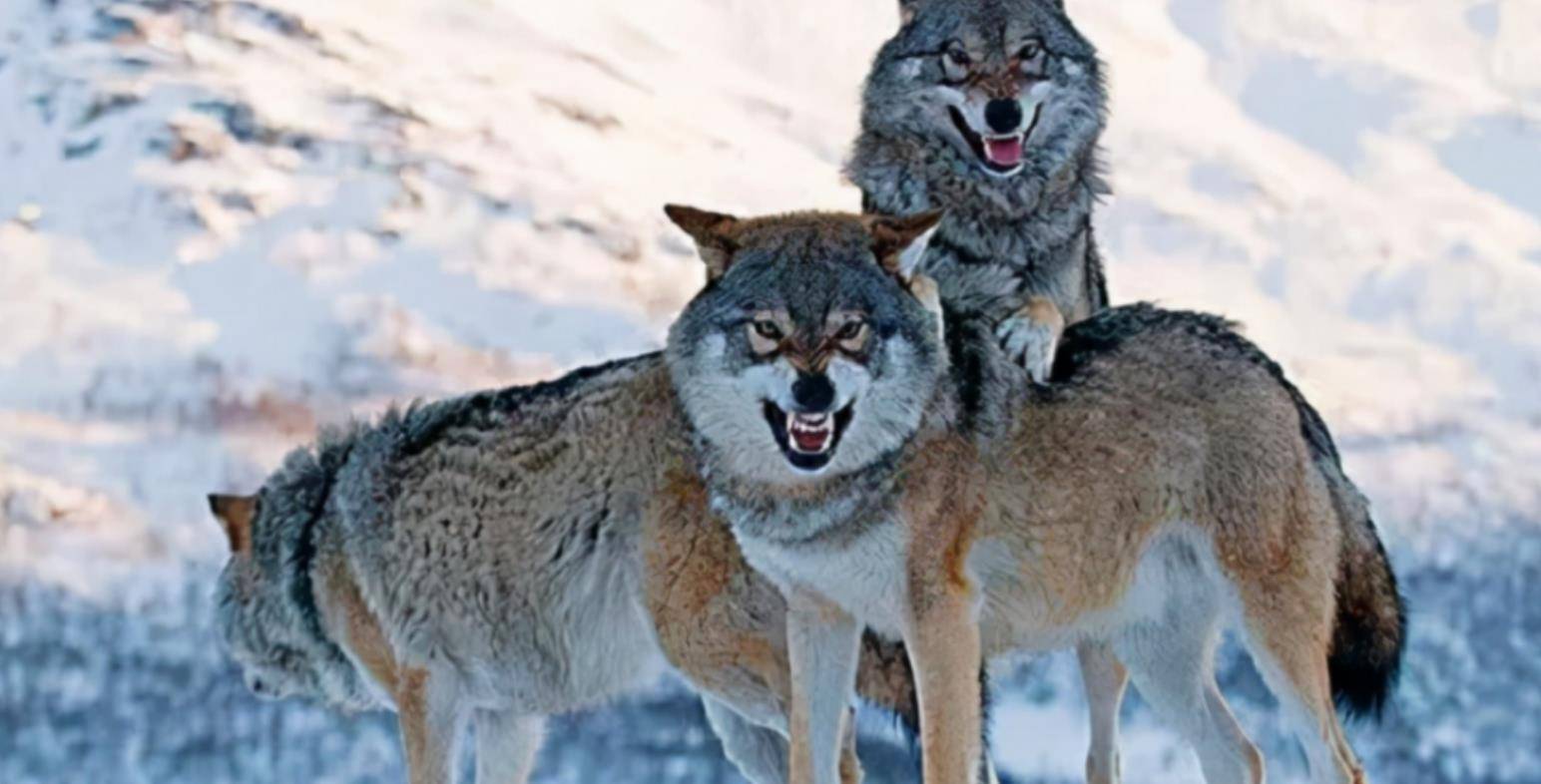 狼崽母亲殉情,它被成都姑娘养大,10年后草原相见已不敢认_李微漪_格林