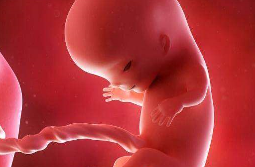 怀孕2个月胎儿图片图片